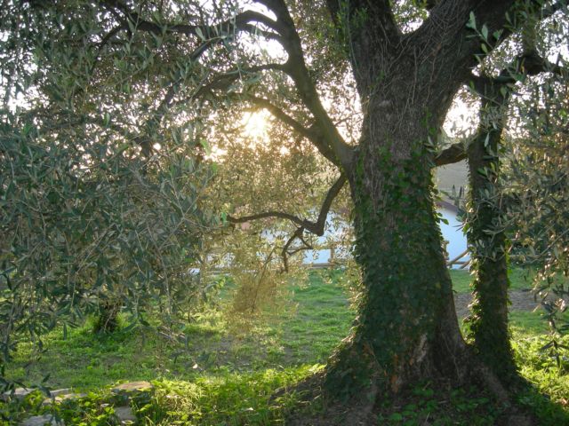 A centuries-old olive tree in he property