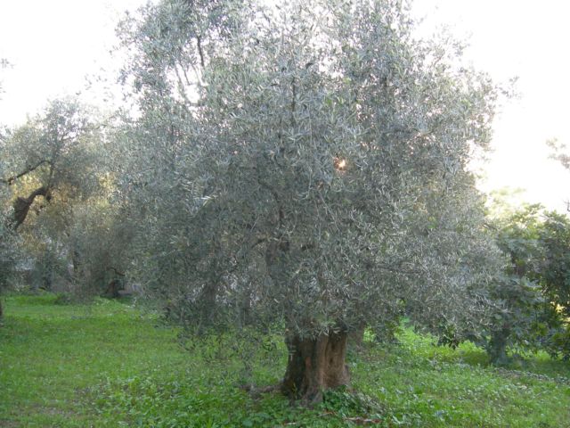 The grove of olive trees at I 99 olivi