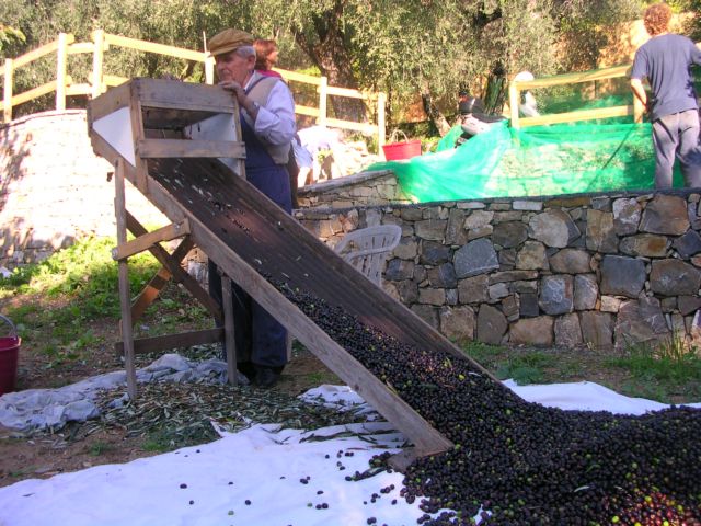 The olives harvest