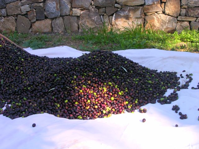 The olives harvest